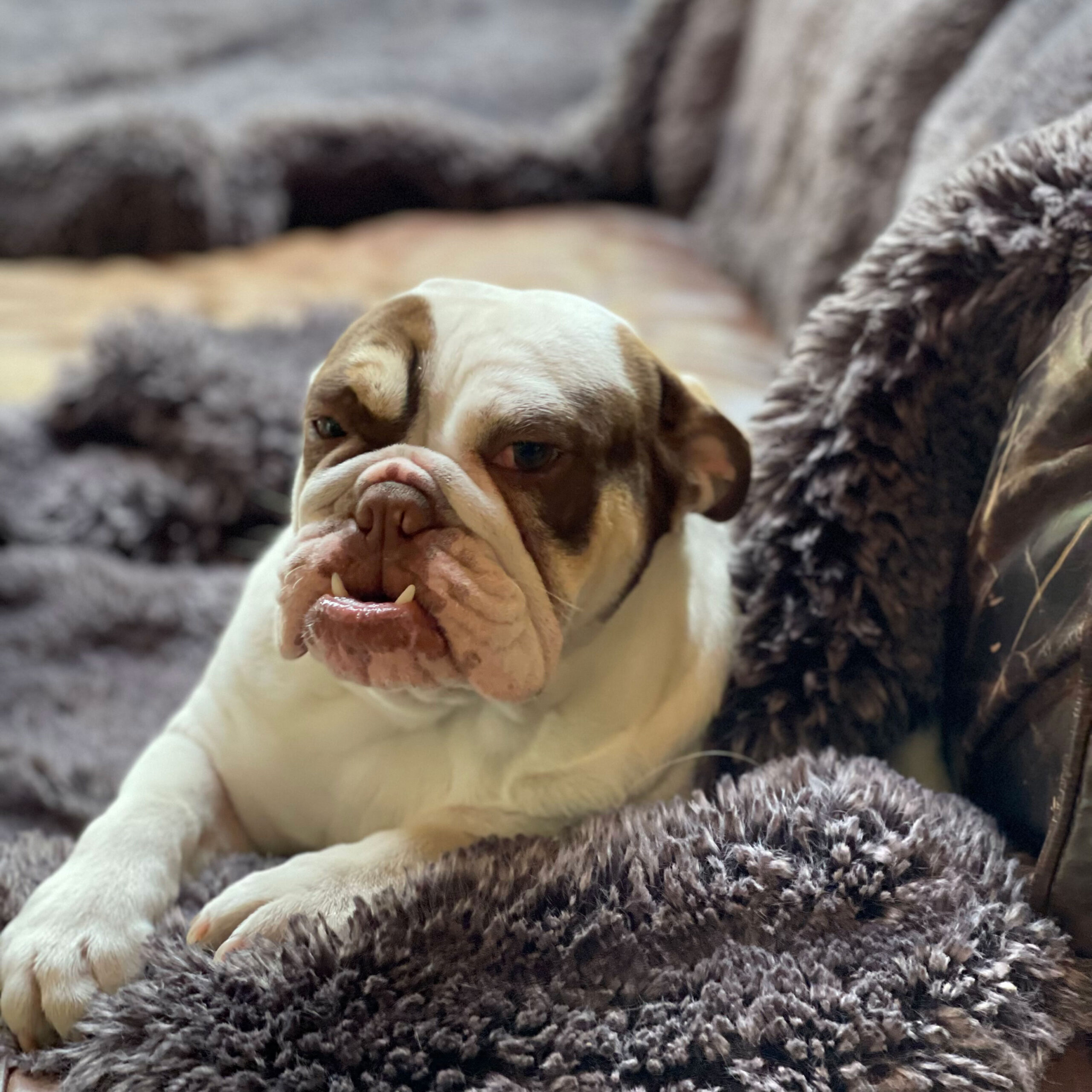 French Bulldogs in MN, Bringing Puppies Home Blog Article