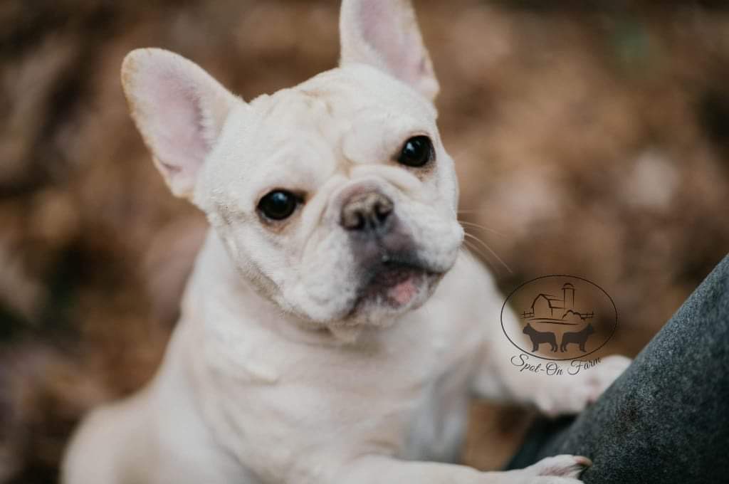 French Bulldogs in MN, Peaches