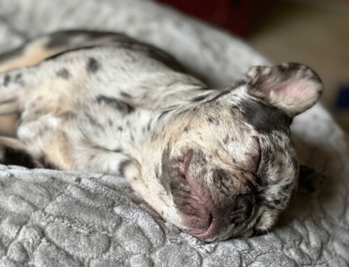 Puppy Replacement Milk Recipe