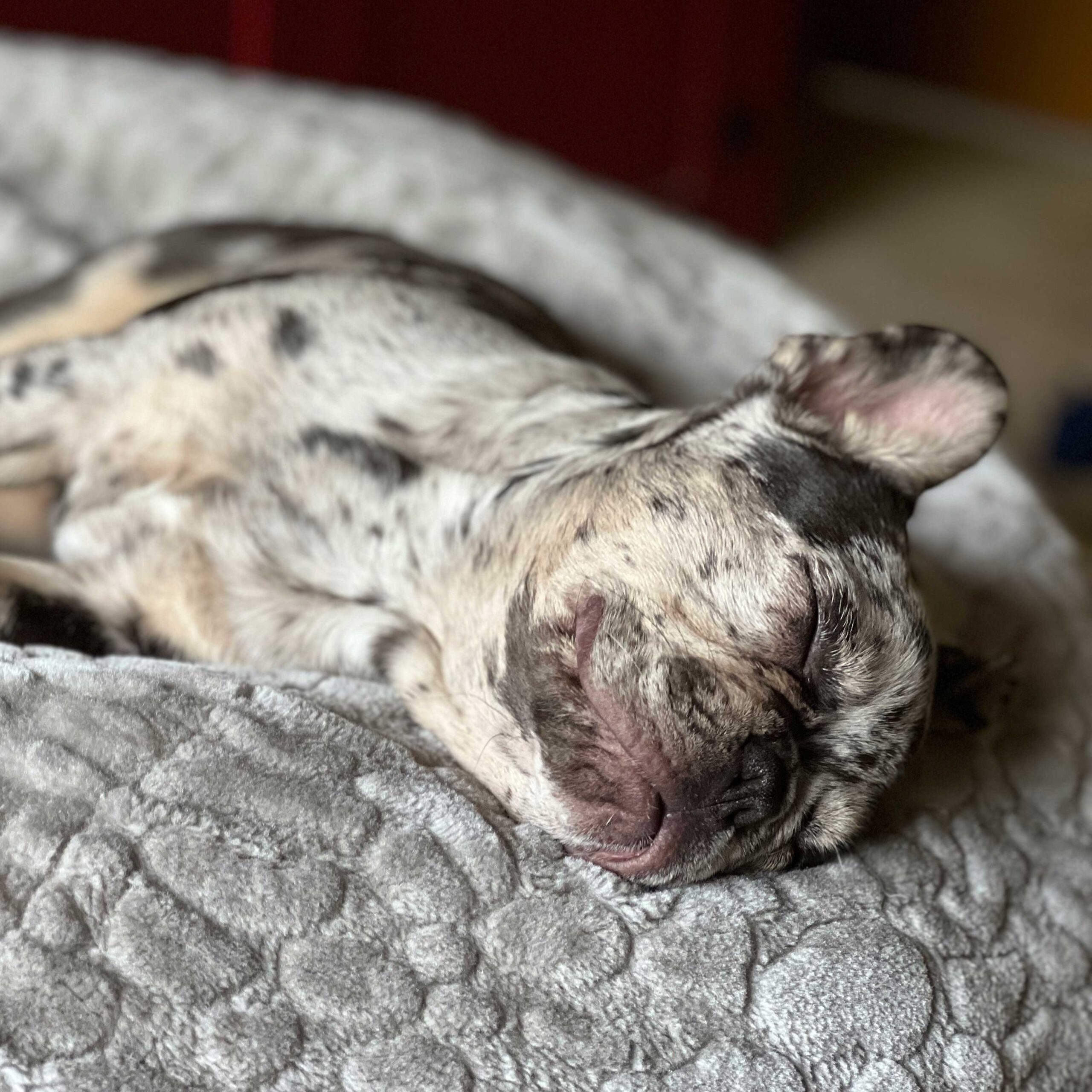 Fred, Puppy Replacement Milk Recipe