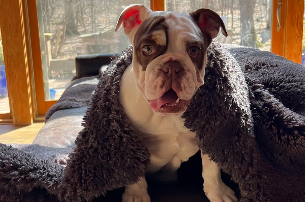 French Bulldogs in MN, Bella Bear