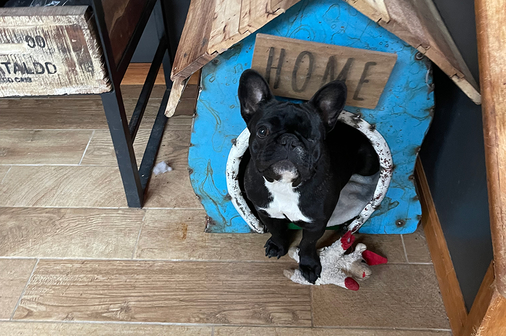 French Bulldogs in MN, Ellie Mae