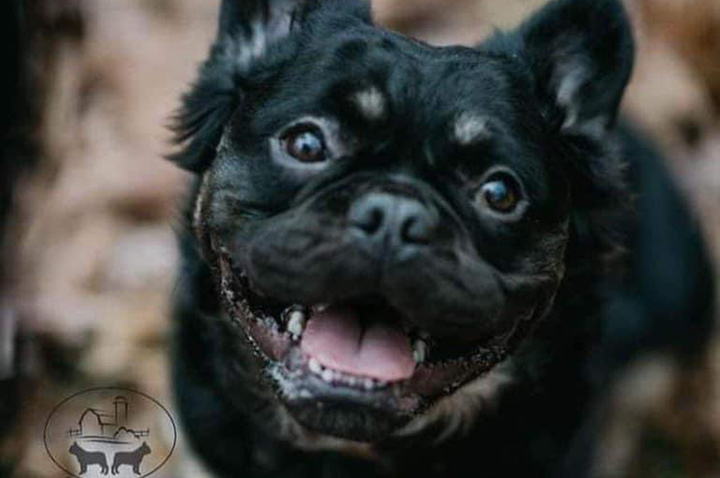 French Bulldogs in MN, Percy