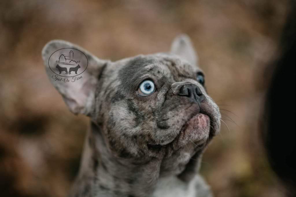 French Bulldogs in MN, Frank