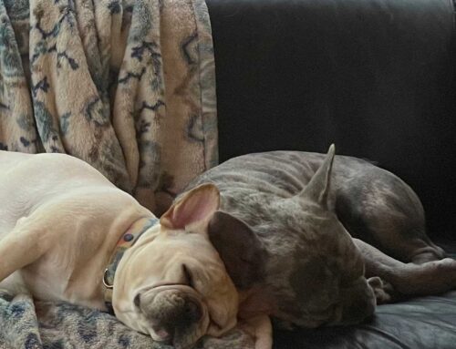 Liver Water For Puppies