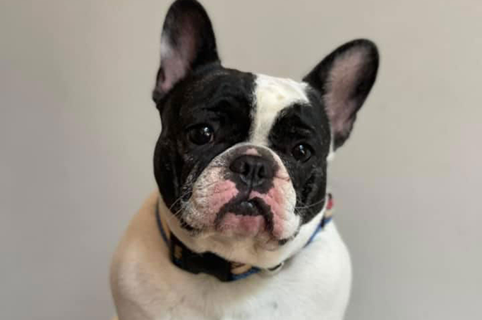 French Bulldogs in MN, Panda Bear Female