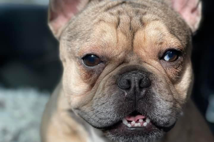 French Bulldogs in MN, Tinkerbell