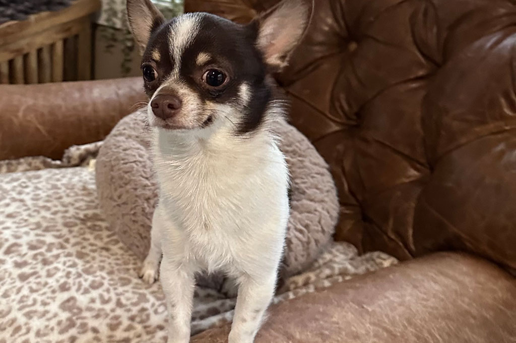 Studs, Bam Bam, Chihuahua, Spot-On Farm, Minnesota