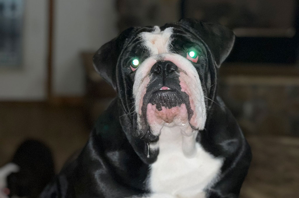 Black Pearl, Females, English Bulldog, Spot-On Farm MN