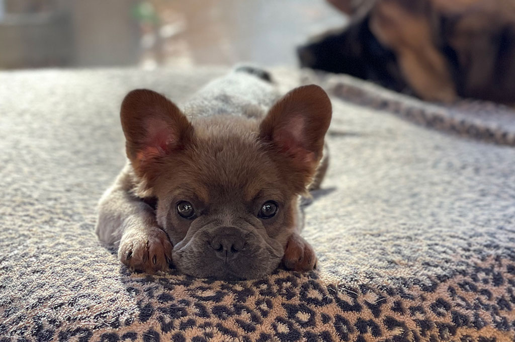 Females, Coco Chanel, French Bulldog, Spot-On Farm, Minnesota