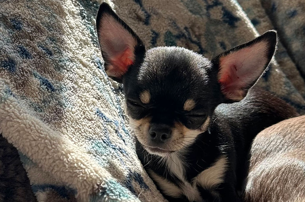Studs, Gabriel, Chihuahua, Spot-On Farm, Minnesota