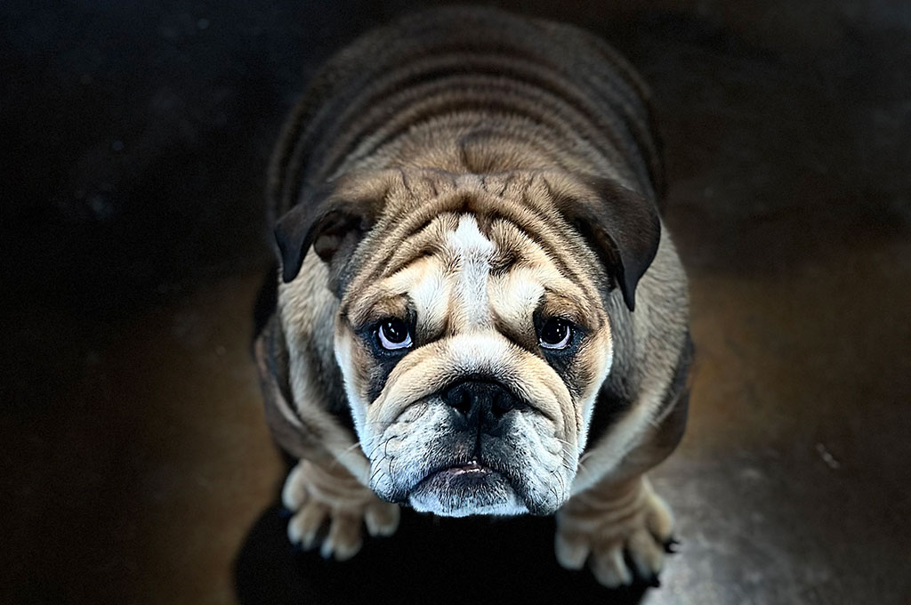 Preacher, studs, English Bulldog, Spot-On Farm, Minnesota