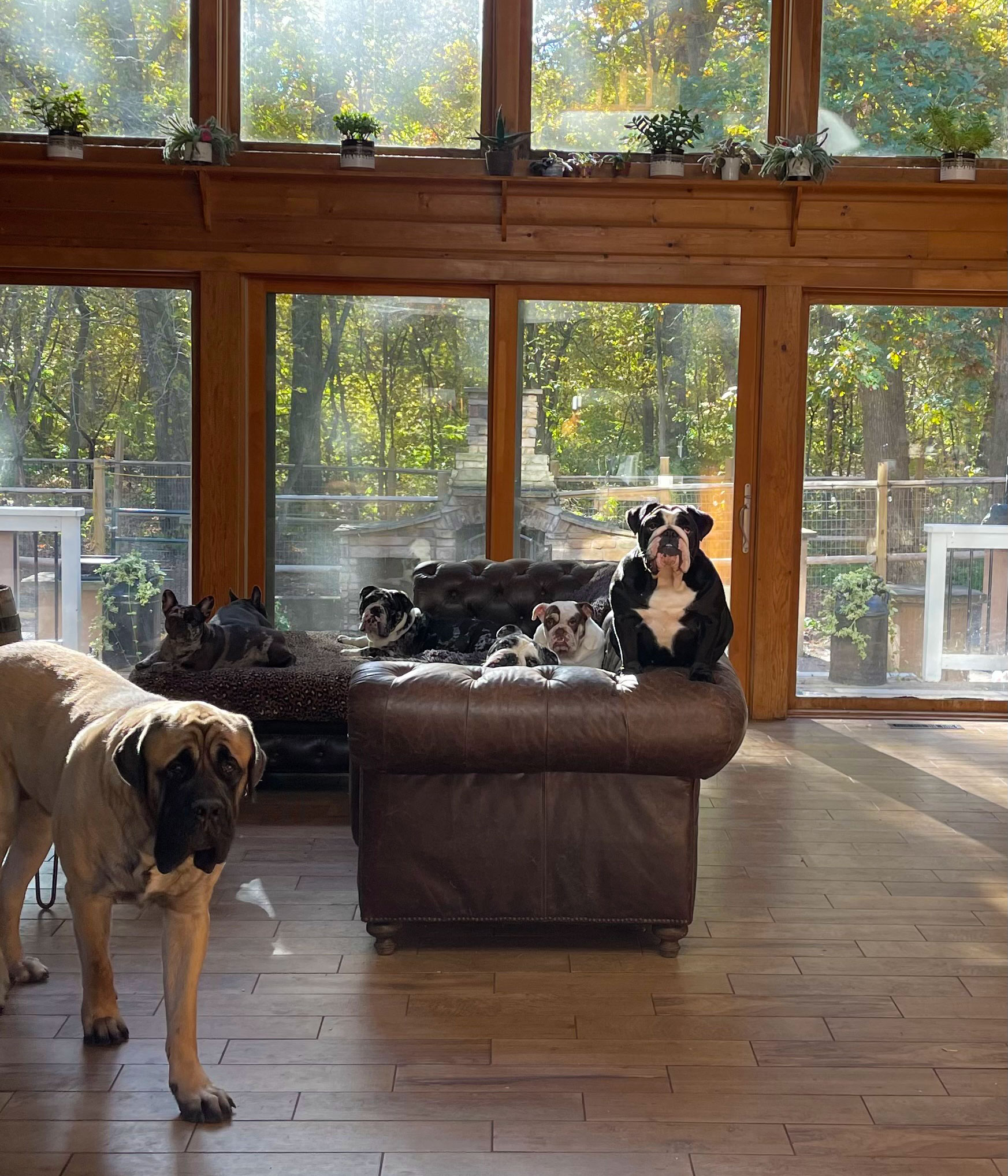We're Expecting New Puppies: French and English bulldogs at Spot-On Farm