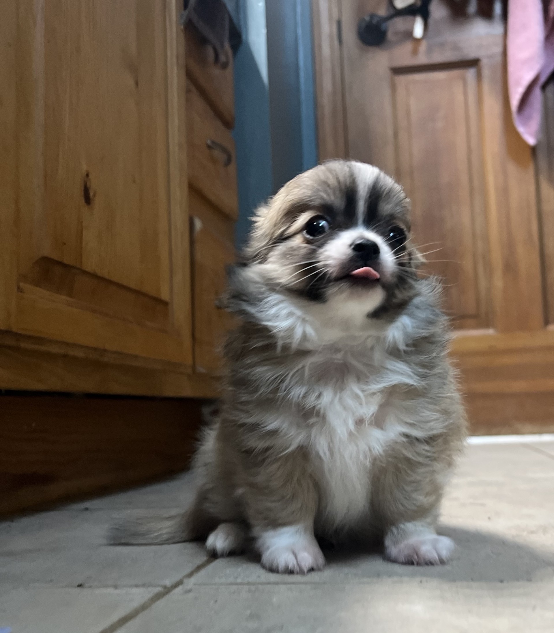 Male Chihuahua, 2025