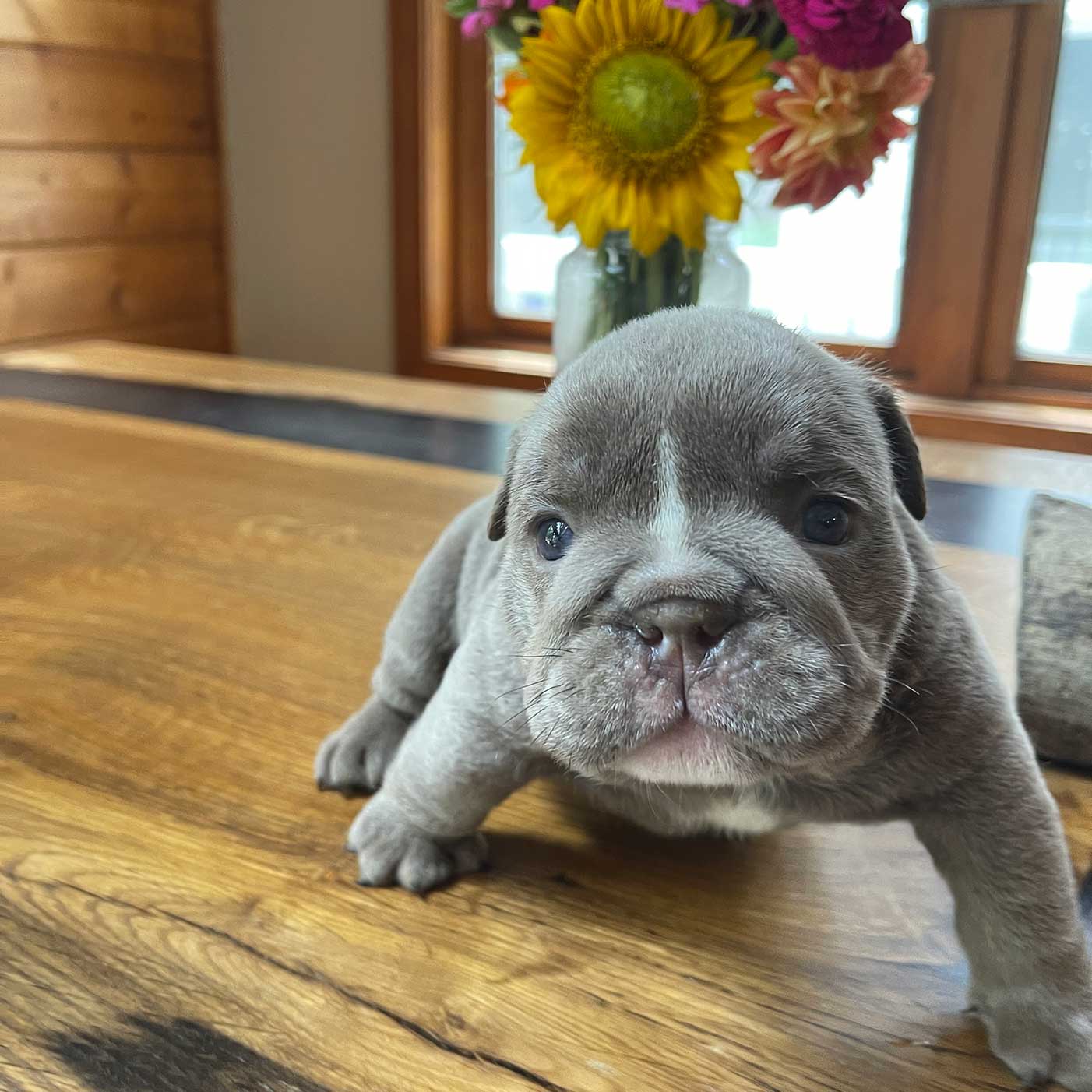 The Puppy Going Home Process, Spot-On Farm