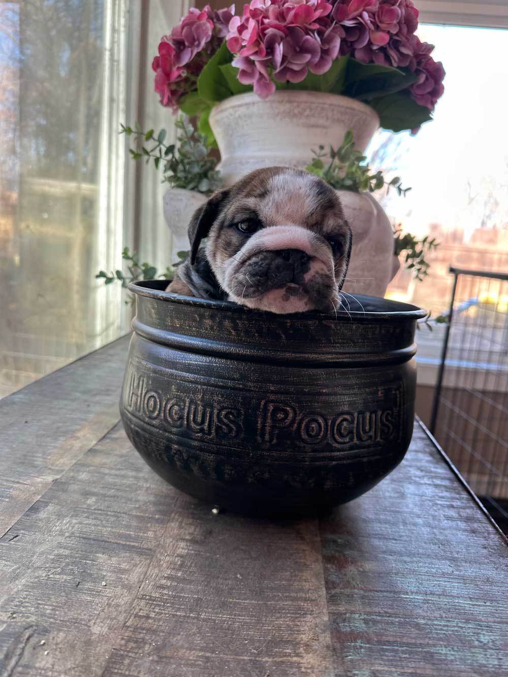 Available Puppies Spot-On Farm, Minnesota, NEW November 2025